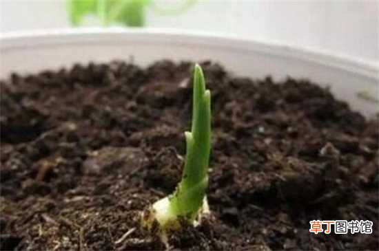 【方法】姜怎么种盆栽，六步方法成功种植：春季种植 准备盆土