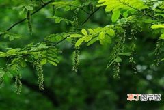 【生长】枫杨的生态习性和对生长环境的要求