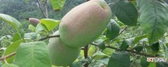 【功效】观赏木瓜的功效和作用 木瓜的介绍