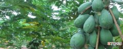 【种子】木瓜种子怎么种植：土壤选择 种子处理