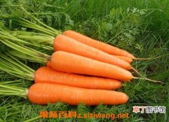 【作用】胡萝卜素的作用与功能 食用胡萝卜素的注意事项