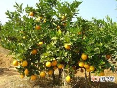 【种植】柑橘的主要种植分布区域介绍