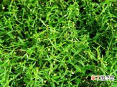 【花】白花蛇舌草怎么栽种？白花蛇舌草的种植方法和栽培技术