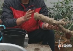 【树】没有根的玉树老桩能栽活吗有哪些方法？