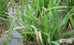 【防治】水稻疫霉病的危害及防治方法有哪些？