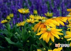 【方法】金光菊怎么繁殖？金光菊的繁殖方法介绍