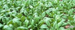 【种植方法】秋波菜什么时候种：秋波菜8月上旬到下旬种 秋菠菜的种植方法