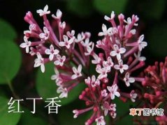 【香】红丁香怎么栽种？红丁香的生态习性和对生长环境的要求