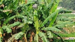 【种植方法】香蕉树的种植方法