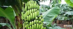 【繁殖】香蕉树的发芽繁殖方法