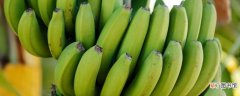 【盆栽】买的香蕉可以种盆栽