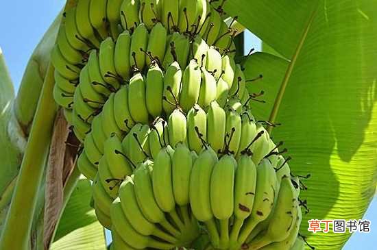 【植物】香蕉不是木本植物