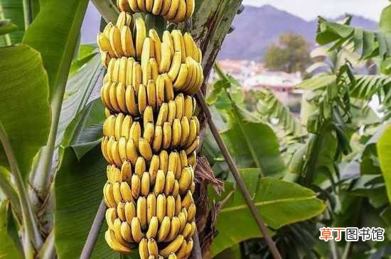【植物】香蕉不是木本植物