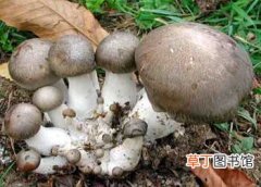 【生长】块根蘑的生态习性和对生长环境的要求