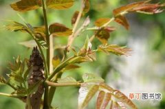 【香椿】香椿树怎么栽种？香椿树的生态习性和对生长环境的要求