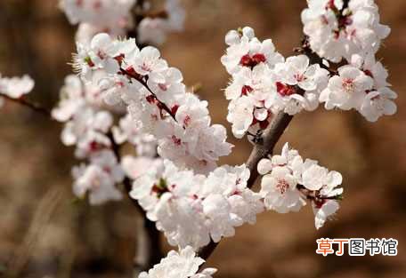 【杏花】杏花的种植历史和文献记载