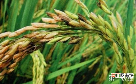 【防治】水稻为什么有黑粒？水稻粒黑粉病防治有哪些？