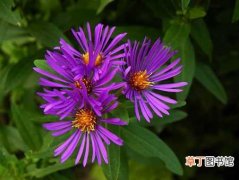 【生长】紫苑花怎么栽种？紫苑花的生态习性和对生长环境的要求