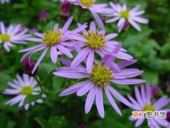 【花】种植紫苑花的病虫害防治知识