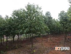 【香樟树】香樟树如何种植？樟树的种植方法和栽培技术