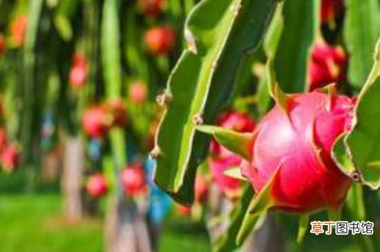 【果树】火龙果树栽培的方法 火龙果树管理的方法