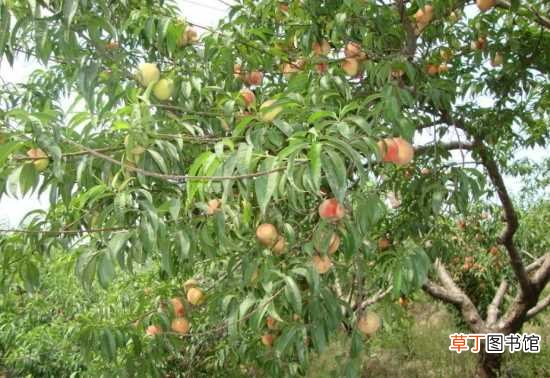 【桃树】水蜜桃什么时候上市 水蜜桃树