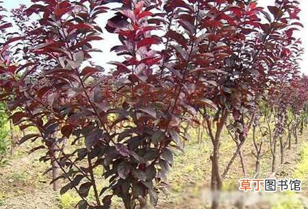 【种植方法】红叶李如何种植？红叶李的种植方法和栽培技术详细