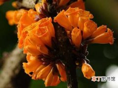 【花】种植火烧花的病虫害防治知识