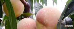 【品种】水蜜桃品种的介绍
