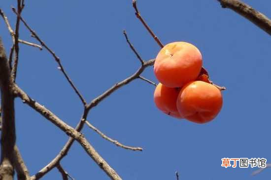 【生长】柿子树生长过程