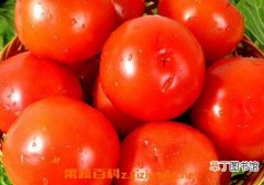 【吃】西红柿不能和什么一起吃