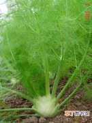 【香】球茎茴香的栽培管理：繁殖方法和栽培技术
