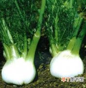 【香】球茎茴香图片：球茎茴香的形态特征介绍