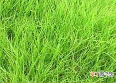 【植物】细叶结缕草是一种什么植物？细叶结缕草的别名及简介