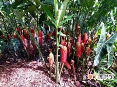 【种植方法】红球姜怎么栽种？红球姜的种植方法和生态习性