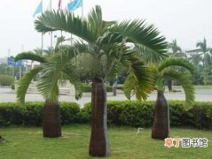 【树】酒瓶椰子树如何种植？酒瓶椰子的种植方法和栽培技术