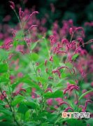 【生长】红蓼怎么种植？红蓼的生态习性和对生长环境的要求