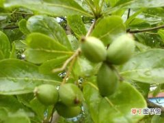 【方法】小叶榄仁的繁殖方法和种植栽培技术