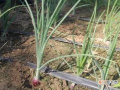 【种植方法】洋葱大田种植方法 常见栽种洋葱品种
