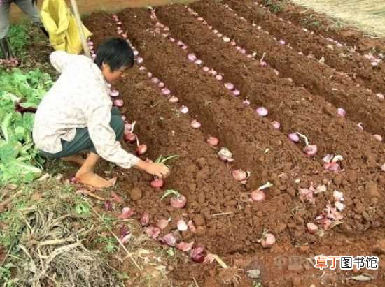 【种植方法】洋葱大田种植方法 常见栽种洋葱品种