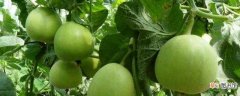 【种植】香瓜怎么种植：种子处理 合理密植