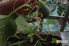 【种植方法】香瓜怎么种植，香瓜的种植与管理技术：香瓜的种植方法 香瓜的
