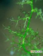 【狸藻】养殖狸藻可以减少蚊子吗？狸藻在水里是怎样吃虫的？