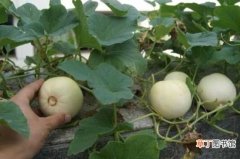 【种植】露地香瓜种植技术