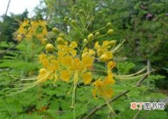【生长】黄金凤在栽种知识：黄金凤的生态习性和对生长环境的要求