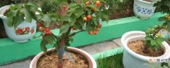 【樱桃】盆栽樱桃种植方法和注意事项：土壤 肥水