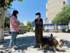 创城淄讯丨辛店街道康平社区：群众自治，文明养犬