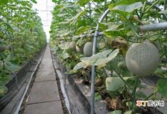 基本知识 【养殖方法】大棚甜瓜的养殖方法 养殖大棚甜瓜的注意事项