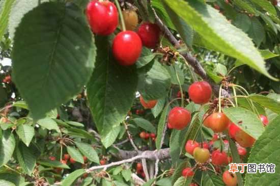 【养殖方法】瑞德大樱桃介绍 德瑞大樱桃的养殖方法