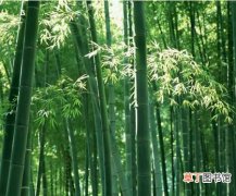 【生长】龙竹的栽种知识：龙竹的生态习性和对生长环境的要求